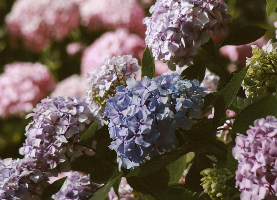 Ein Busch Hortensien in Blau, Lila und Rosa